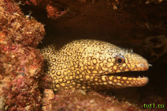 Подводный мир Мальдив - мурена