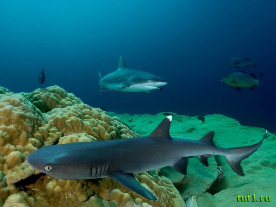 Подводный мир Мальдив