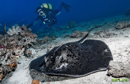 Подводный мир Мальдив