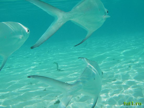 Подводный мир Мальдив