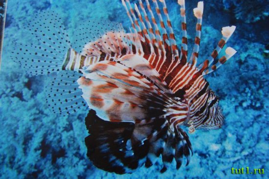 Подводный мир Мальдив