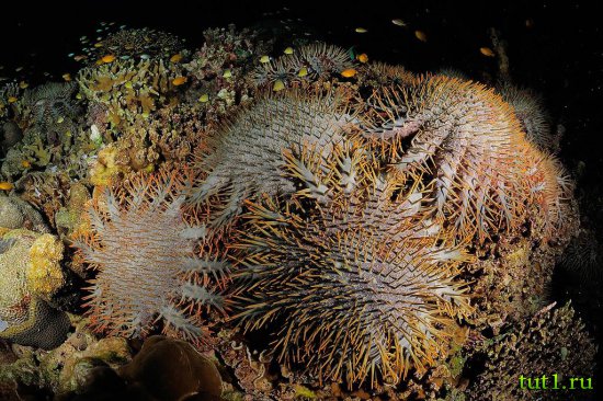 Кораловые рифы Мальдив - морская звезда терновый венец