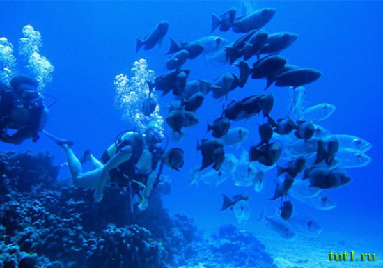 Сейшельские острова - подводный мир