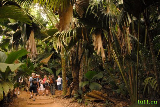 Остров Праслин - парк, где растут орехи коко-де-мер