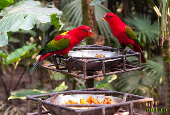 Остров Бали - заповедник птиц и рептилий Taman Burung