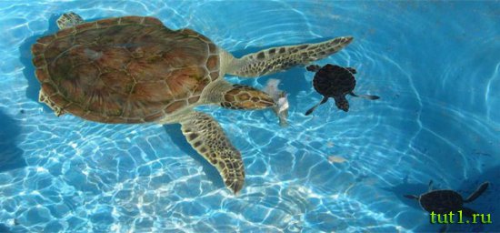 Куба - остров Кайо-Ларго