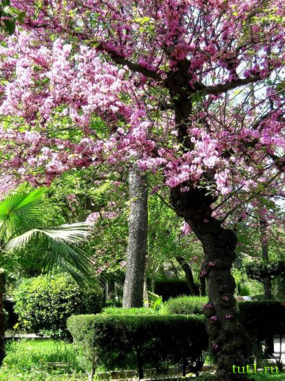 Озеро Маджоре - парк вокруг виллы Таранто