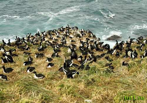 Остров Эндерби - пингвин великолепный Остров Эндерби - пингвин великолепный