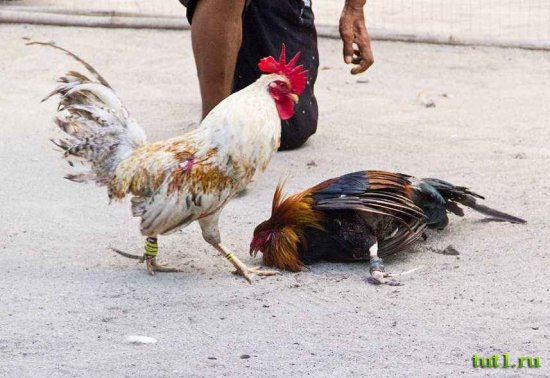 Петушиные бои - Филиппины