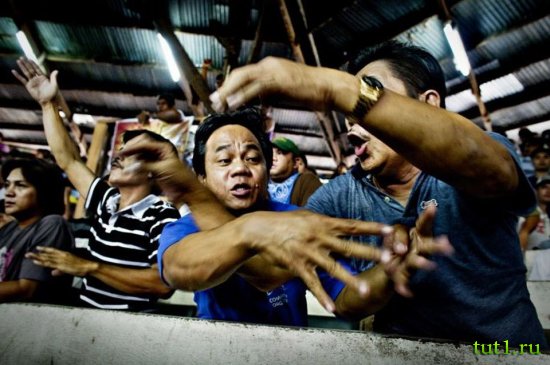 Ставки на петушиных боях - Филиппины