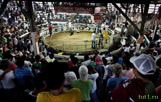 Филиппины - петушиные бои