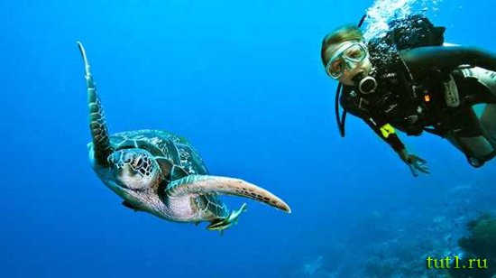 Филиппинские острова - дайвинг