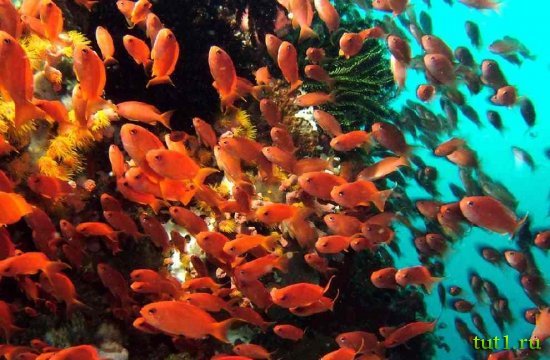 Филиппинские острова - дайвинг