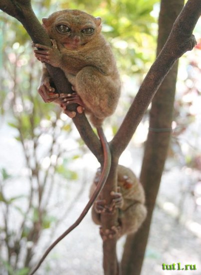 Остров Бохол - тарсиеры