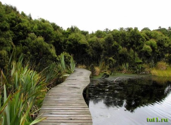 Новая Зеландия - реликтовый дождевой лес