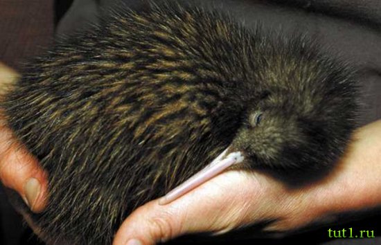 Птичка киви - Новая Зеландия