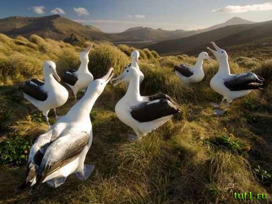 Остров Кэмпбелл - альбатросы