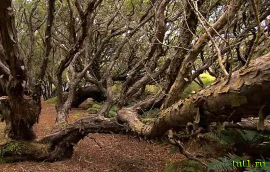 Остров Эндерби - лес