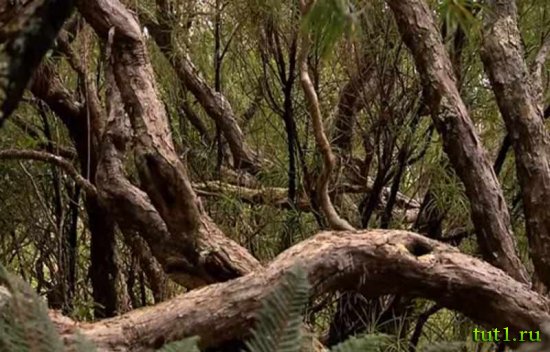 Остров Эндерби - деревья метросидероса зонтичного