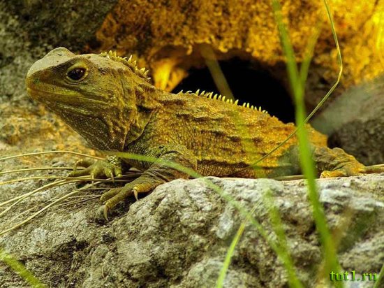 Новая Зеландия - рептилия туатара