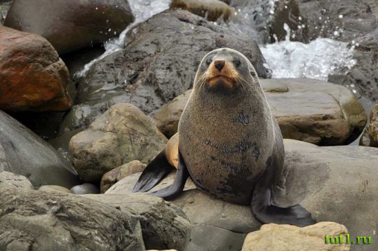 Новая Зеландия - морские котики