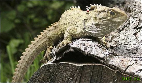 Новая Зеландия - рептилия туатара