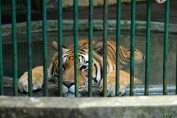 Индия, Керала - зоопарк Тривандрума