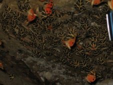 Остров Родос - Долина Бабочек