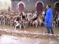 Замок Шеверни - кормление собак