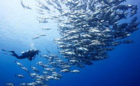 Парк Рас-Мохаммед