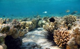 Парк Рас-Мохаммед