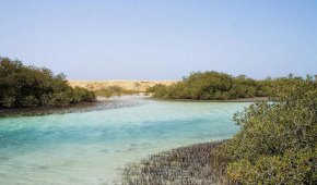 Парк Рас-Мохаммед - мангровые деревья