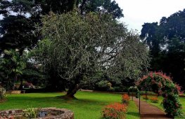 Королевский ботанический сад Шри-Ланки