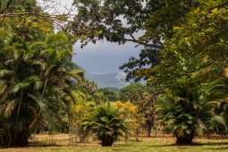 Королевский ботанический сад Шри-Ланки