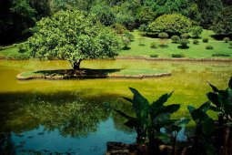 Королевский ботанический сад Шри-Ланки