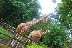 Зоопарк Коломбо - Шри-Ланка