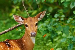 Национальный парк Яла - Шри-Ланка
