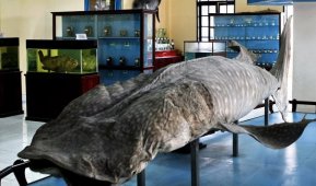 Нячанг - океанографический музей