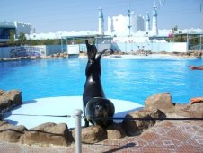 Дельфинарий в Хургаде - Египет