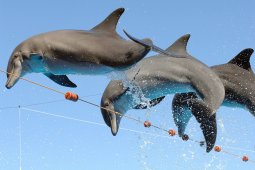 Дельфинарий в Шарм-Эль-Шейхе — Египет