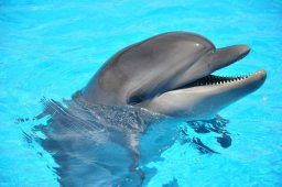 Дельфинарий в Шарм-Эль-Шейхе - Египет